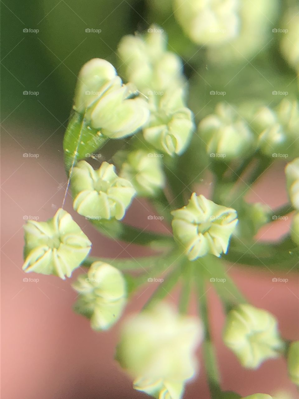 Macro photography- flowers 