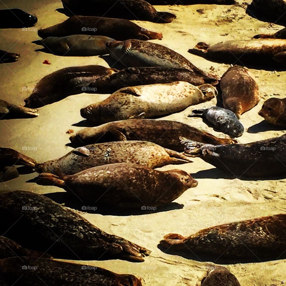 Seals at La Jolla Cove, San Diego, California 