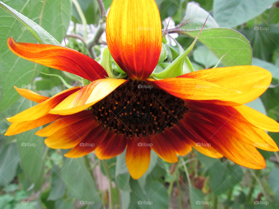 Sunflower - Sun Flower