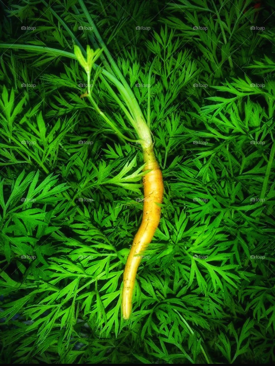 homegrown carrot