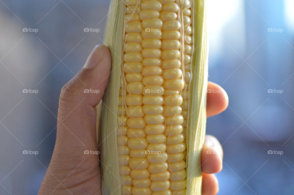 Holding sweet corn 🌽 