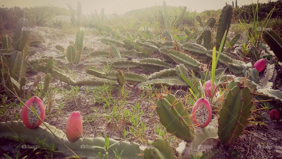 Cactus, Flora, Nature, Flower, Garden