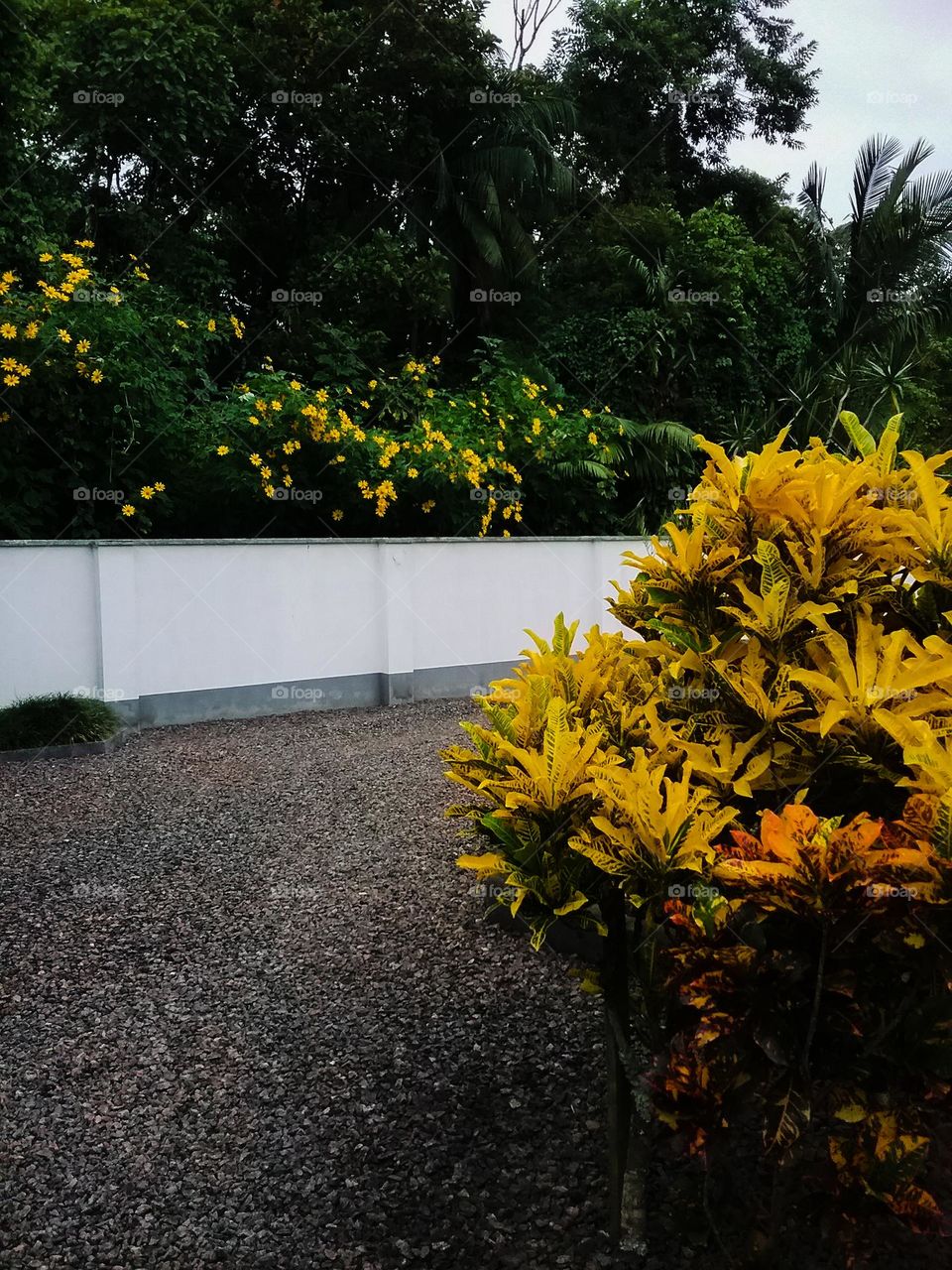 Plantas e flores amarelas.