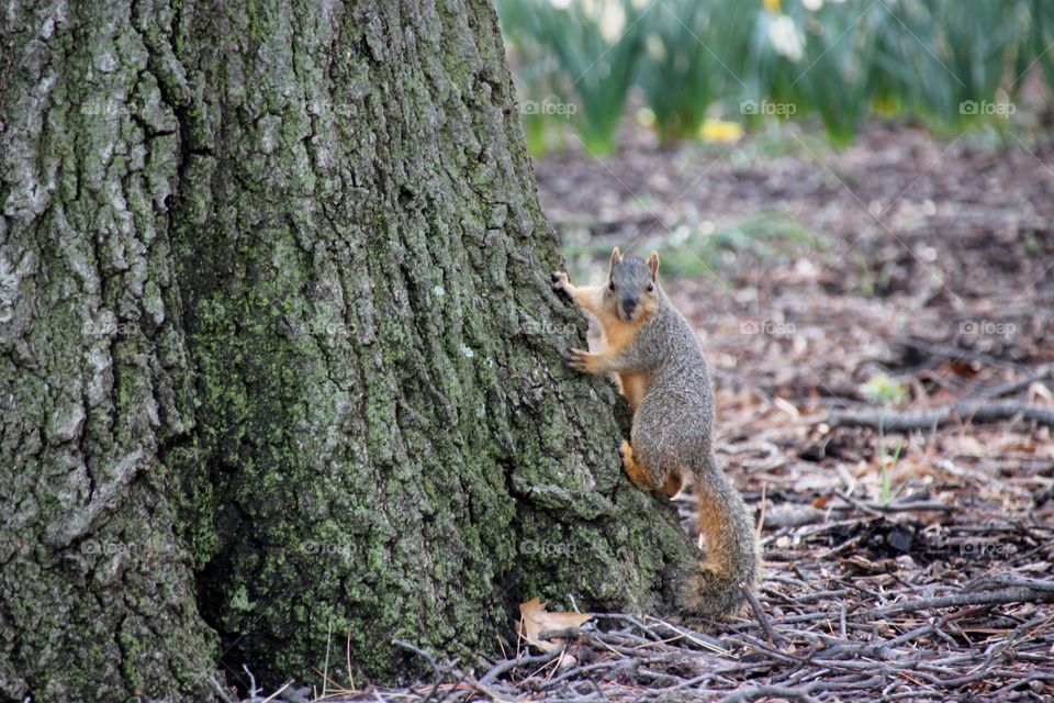 Close-up of gray squirrel on tree
