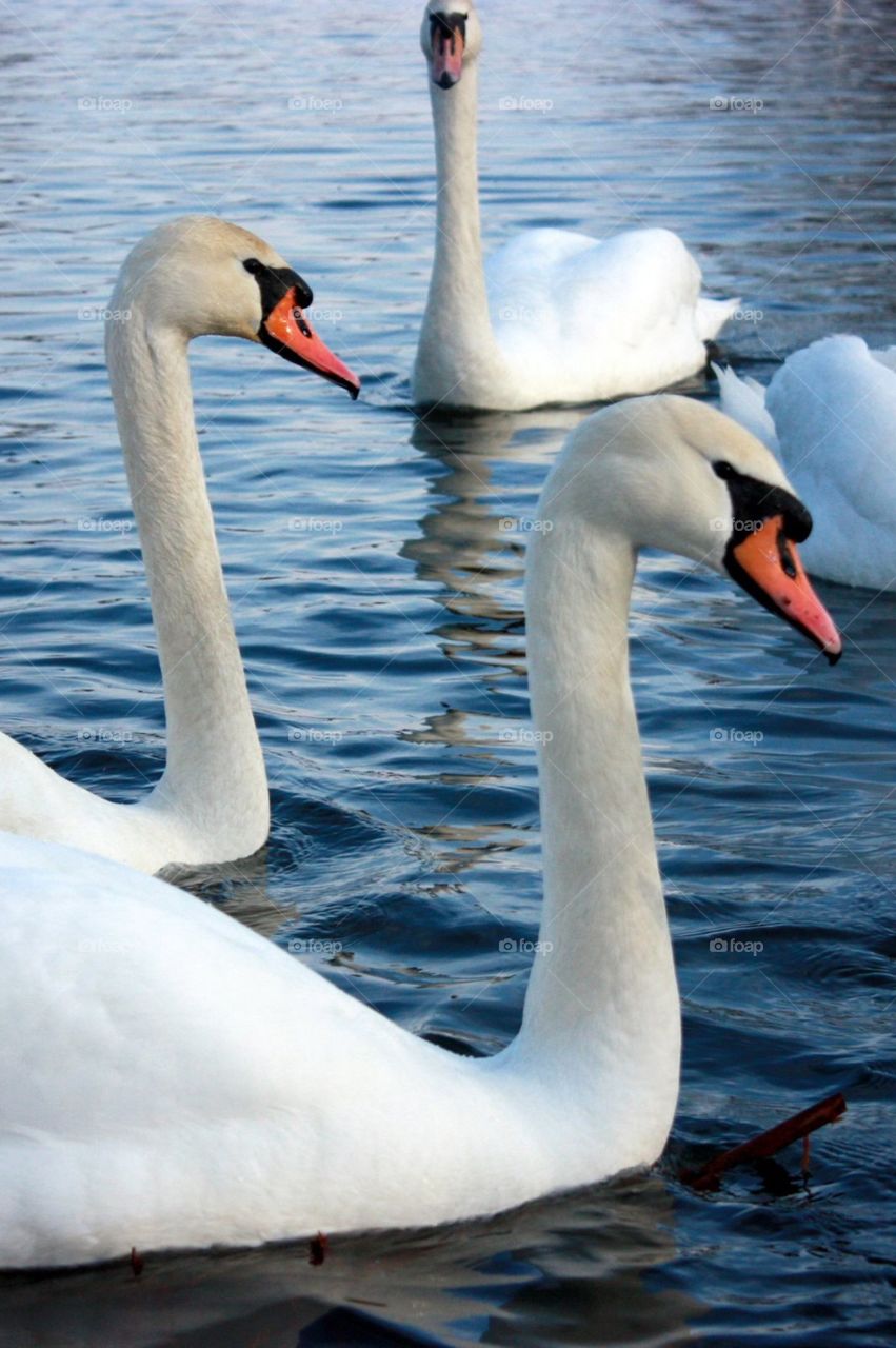 Swans couple in love