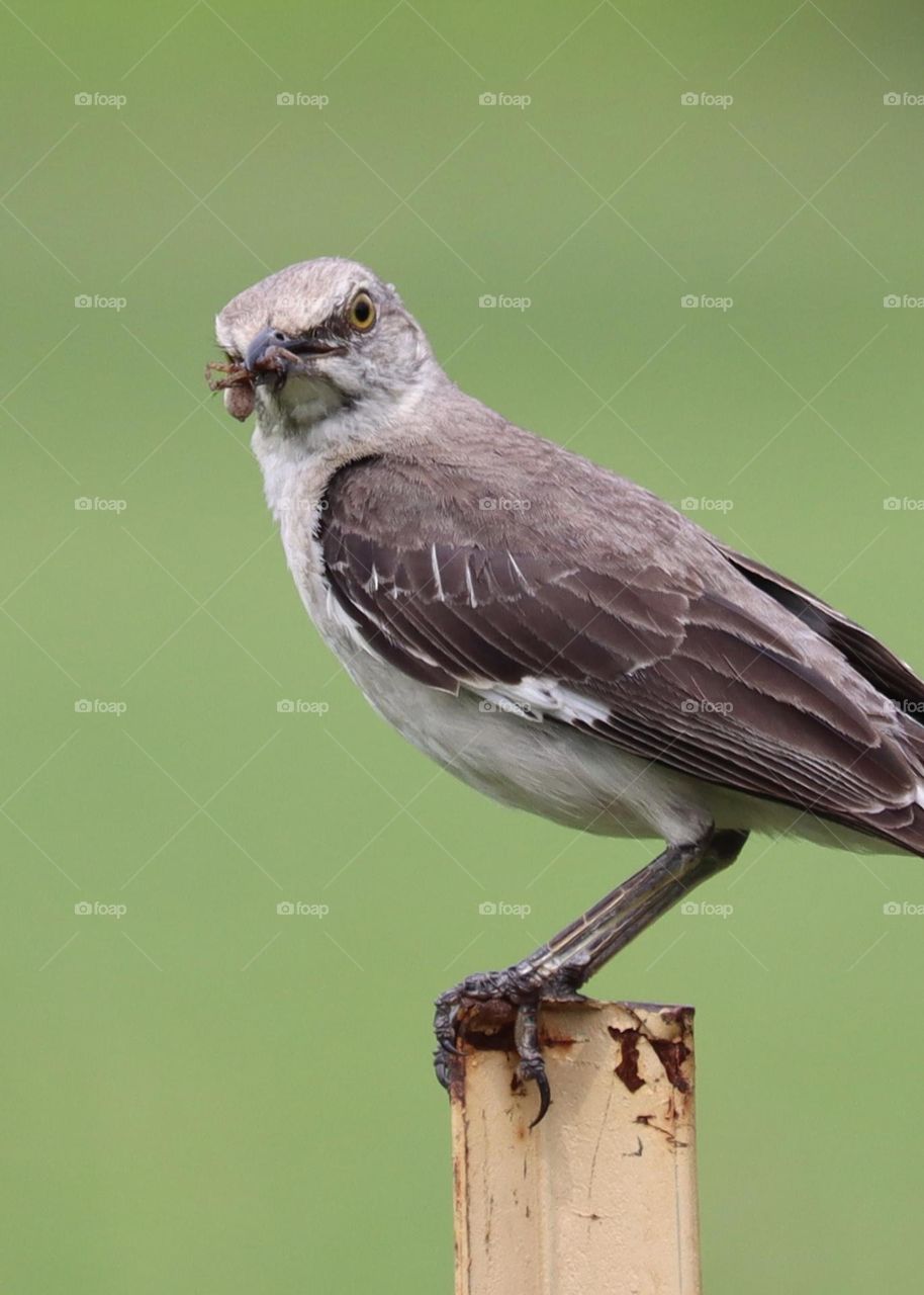 The Northern Mockingbird gives the camera a stare as it perches after grabbing a meal from a backyard garden 