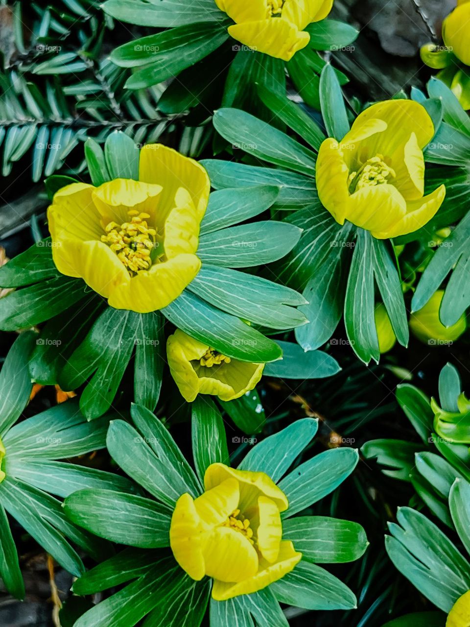 Yellow flowers