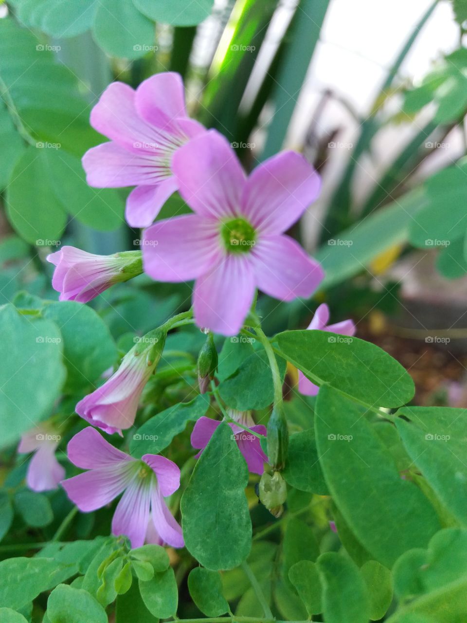 Sour clover flower