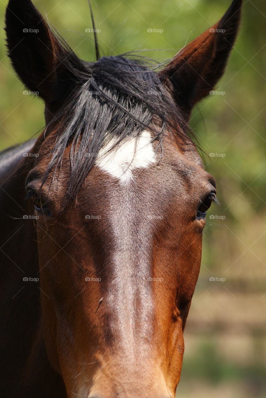 A close up shot of a horse 