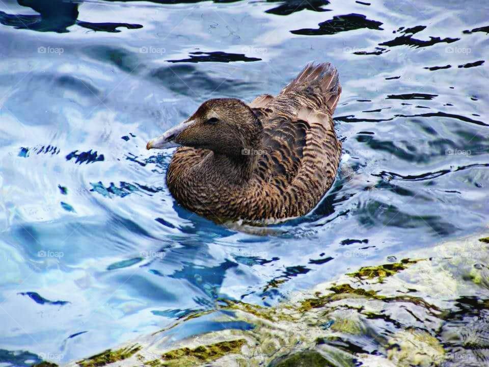 duck at the zoo