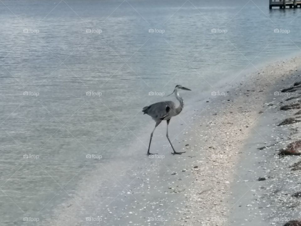 Heron walking on Florida Beach