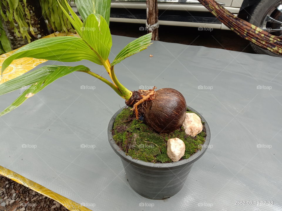 Leaf, Food, Nature, Coconut, Tropical