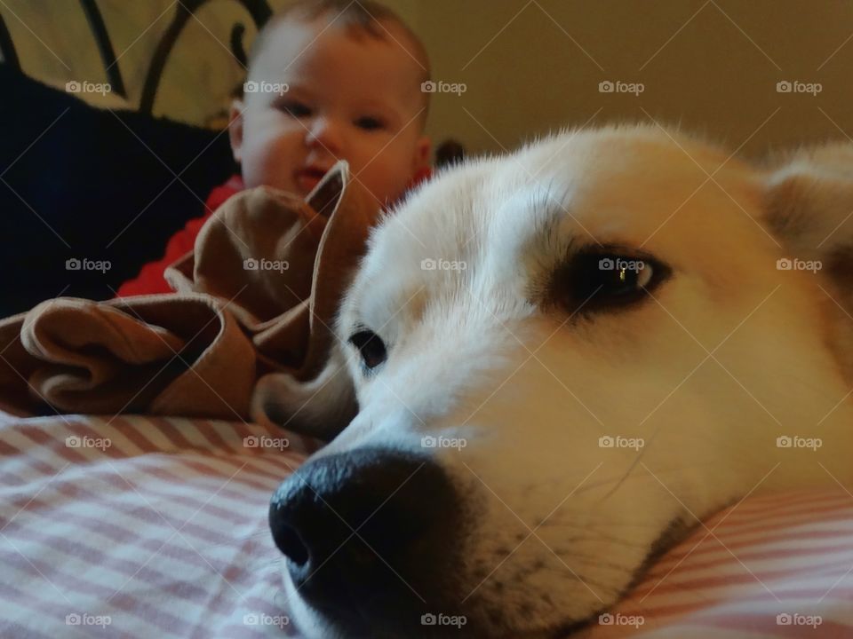 Family Dog With Baby Girl