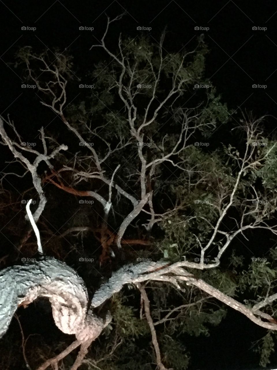 Gnarly tree at night