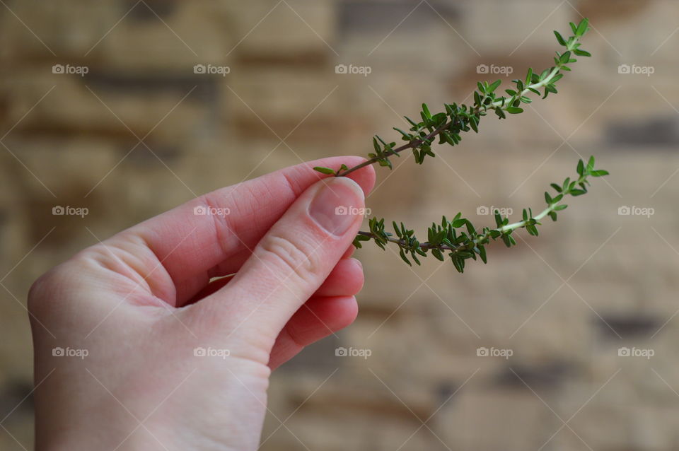 Person holding herb plant