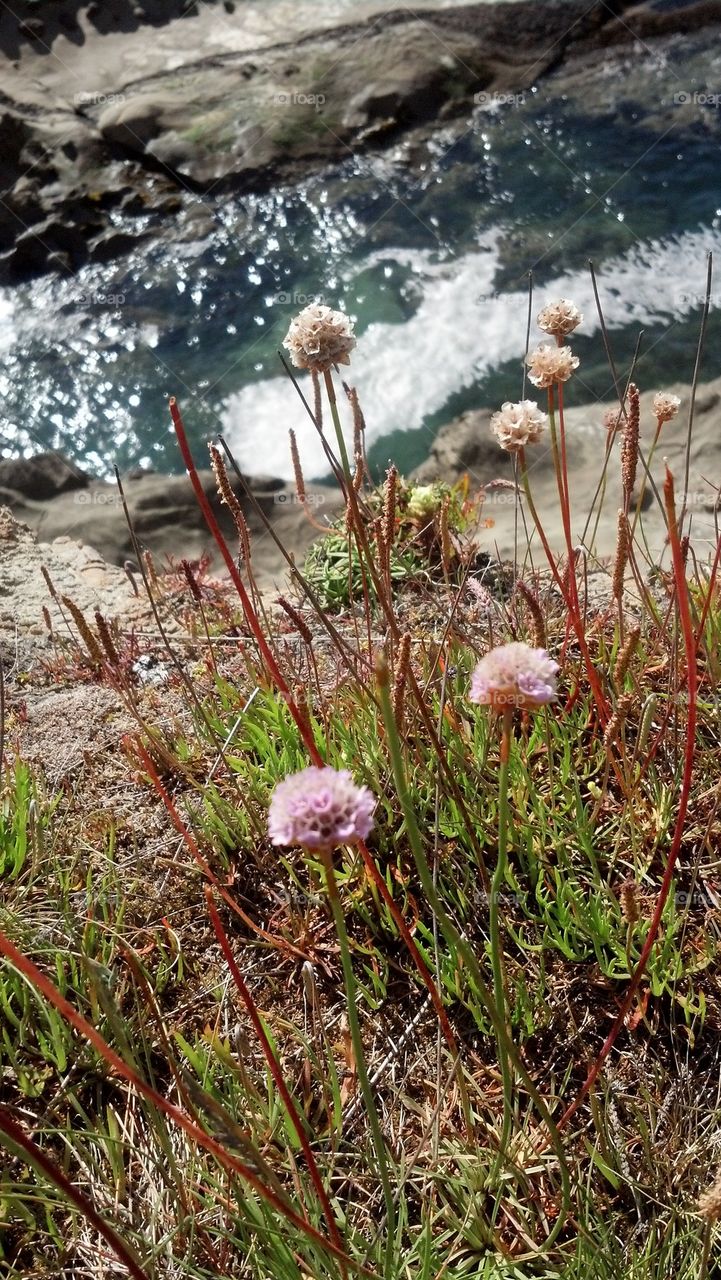 Wildflowers on the sea cliffs 