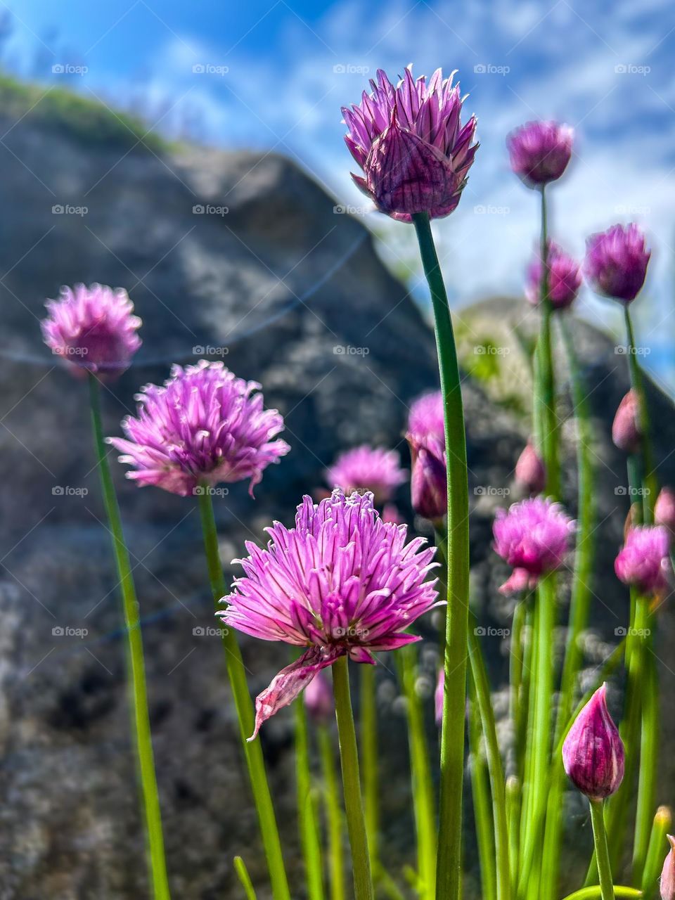 Flowering chives.