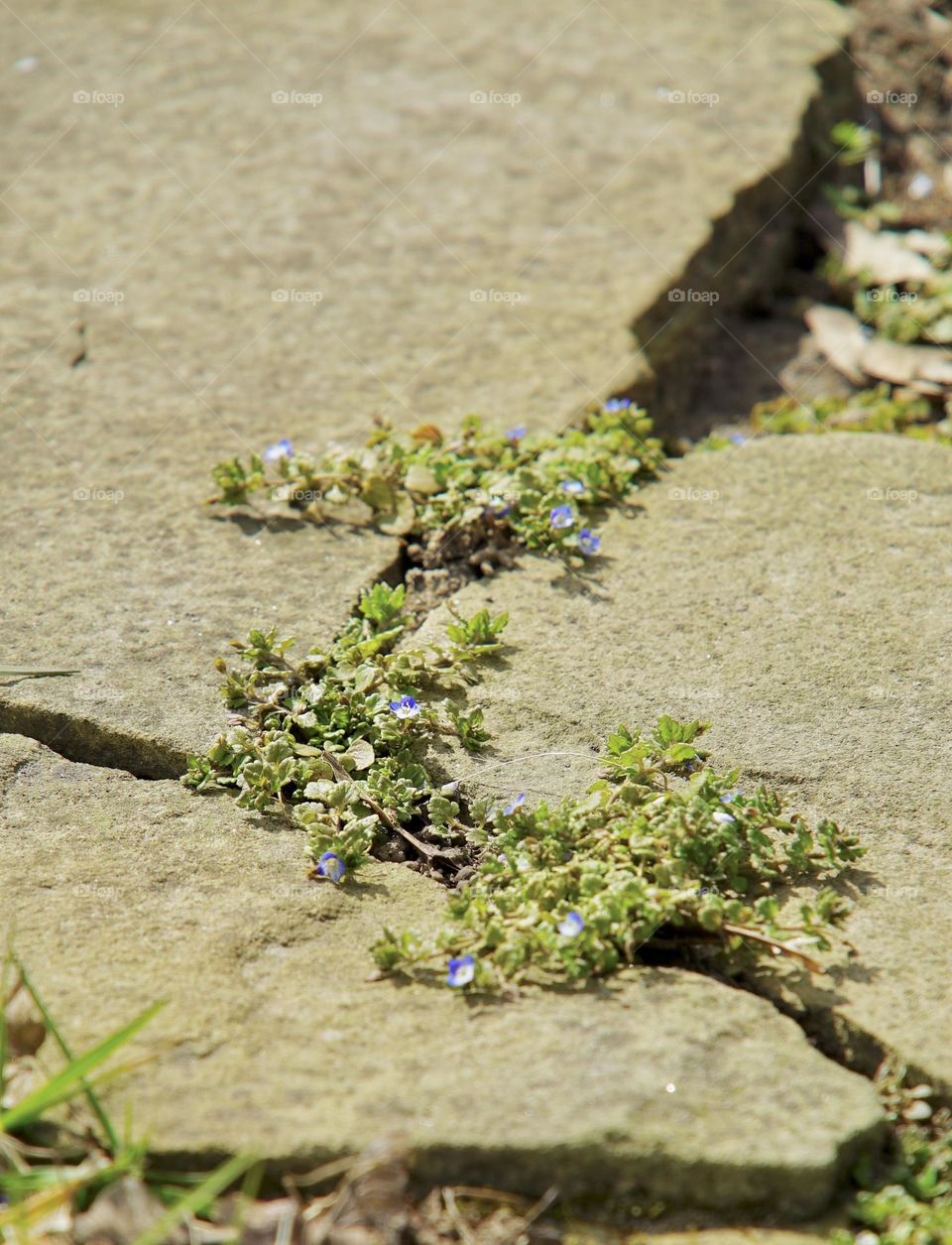 Beautiful blue flowered weeds in between the step stones