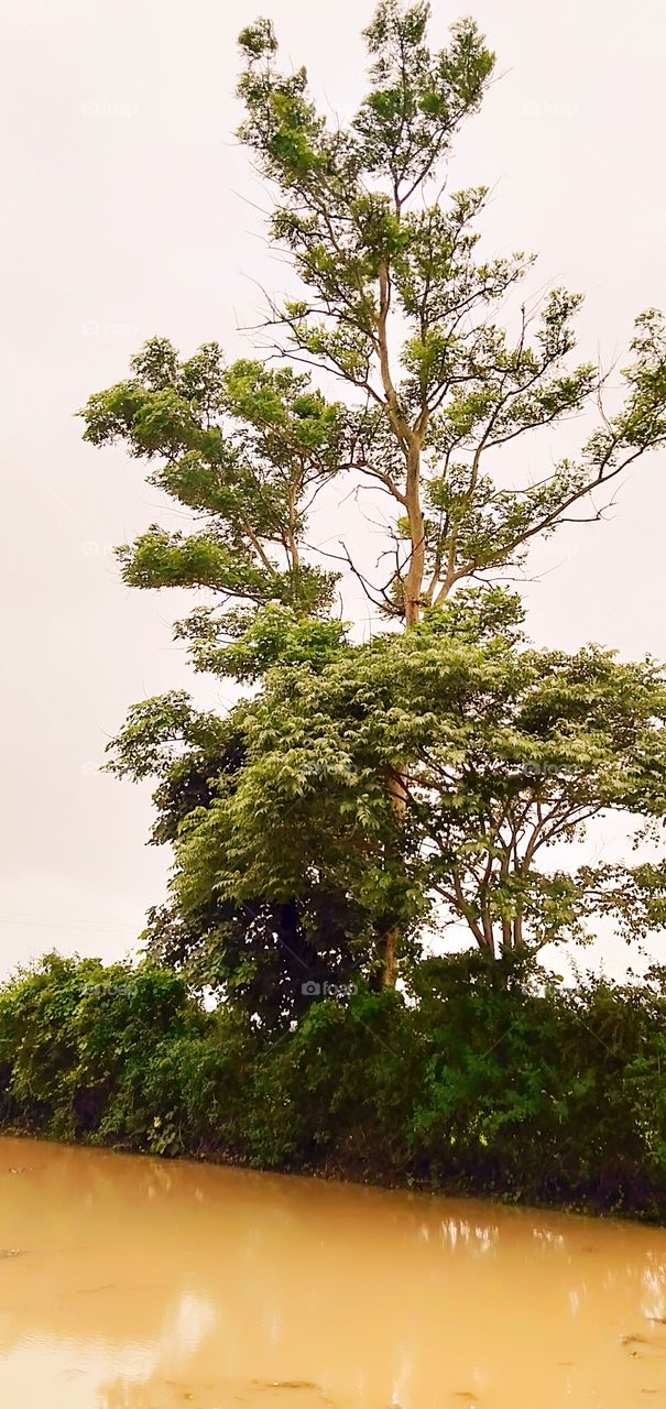 big green tree in the forms