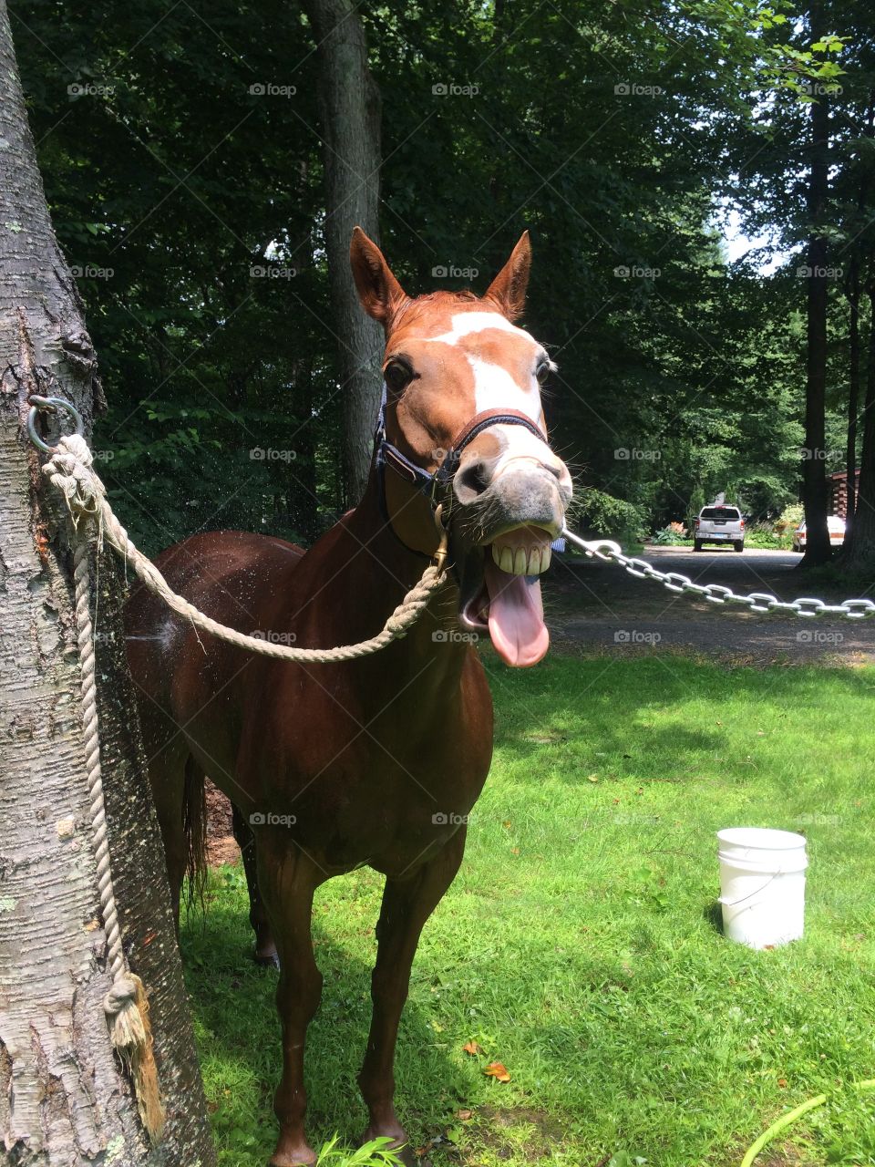 Bath time . Horses can have quite the personality like Suzy for example. Bath is always fun. 