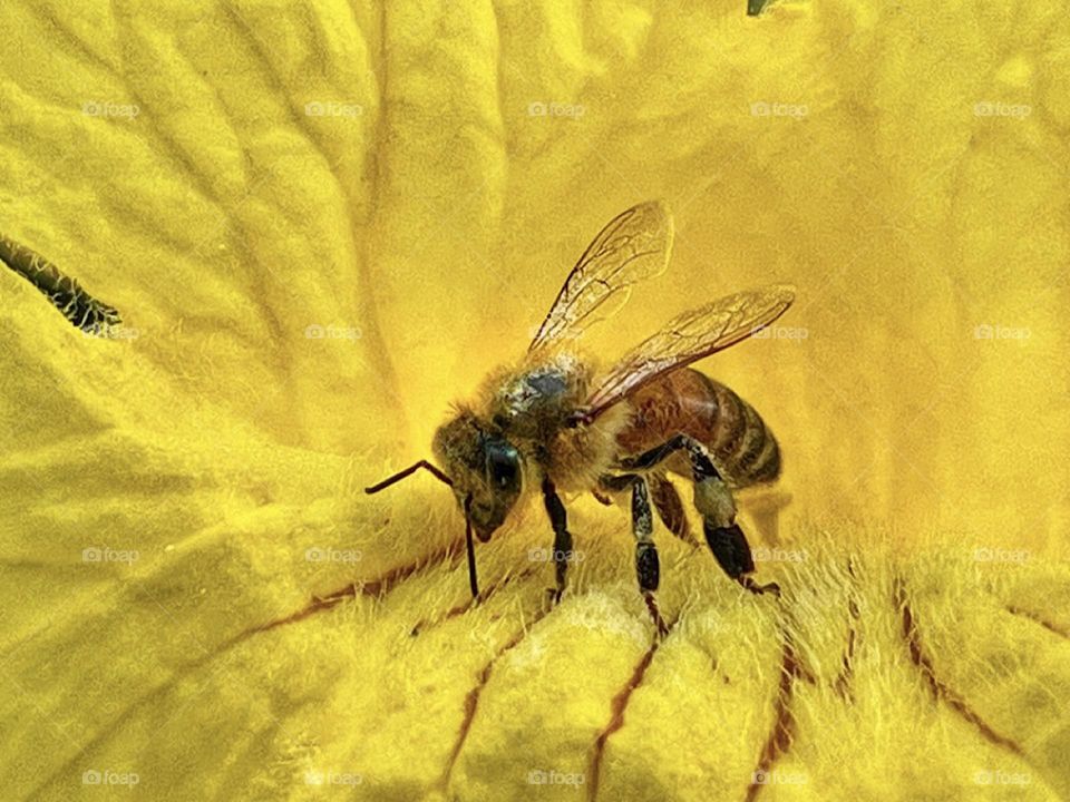 A honey bee gathering pollen inside a yellow tabebuia flower