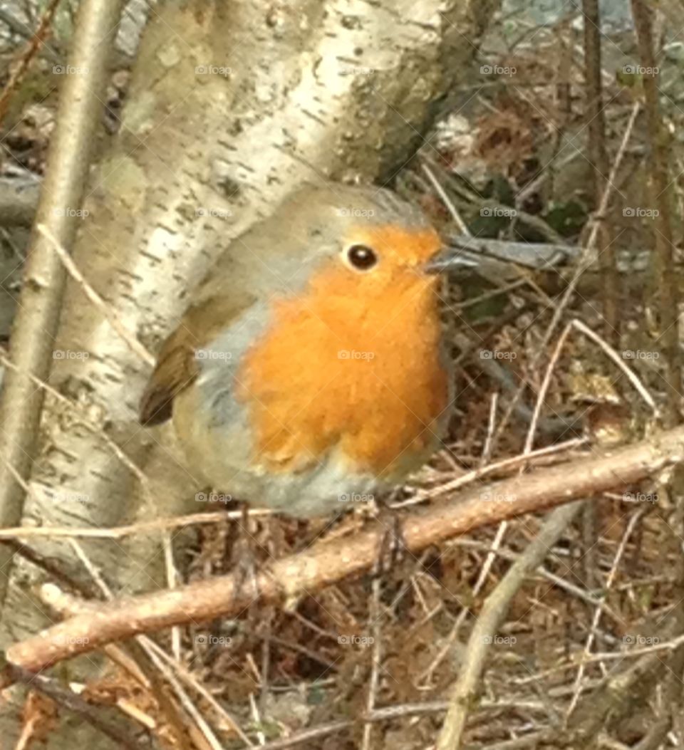 Robin Red Breast. Cheeky wee bird!!