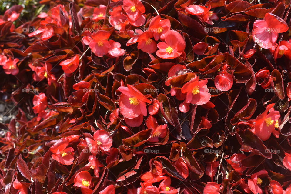 Prettyness all-over # havenly flowers