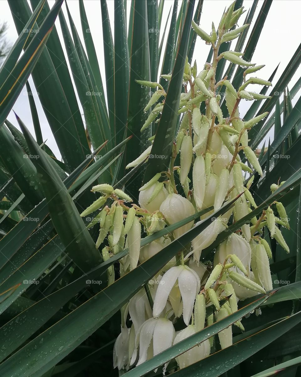 Filamentous yucca is a perennial evergreen monoecious almost stemless plant with a woody base, a species of the genus Yucca of the Asparagus family