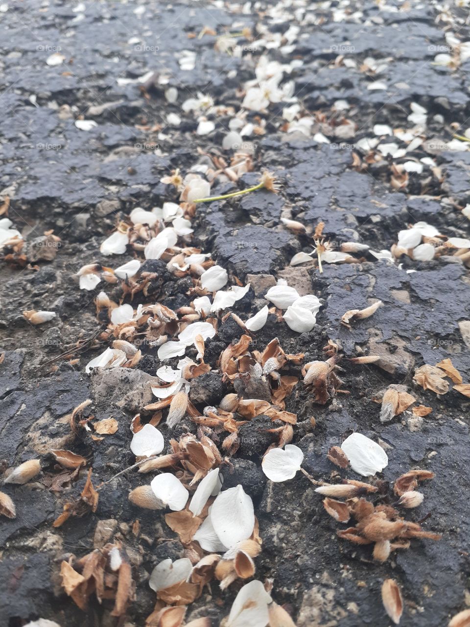 Petals and Asphalt