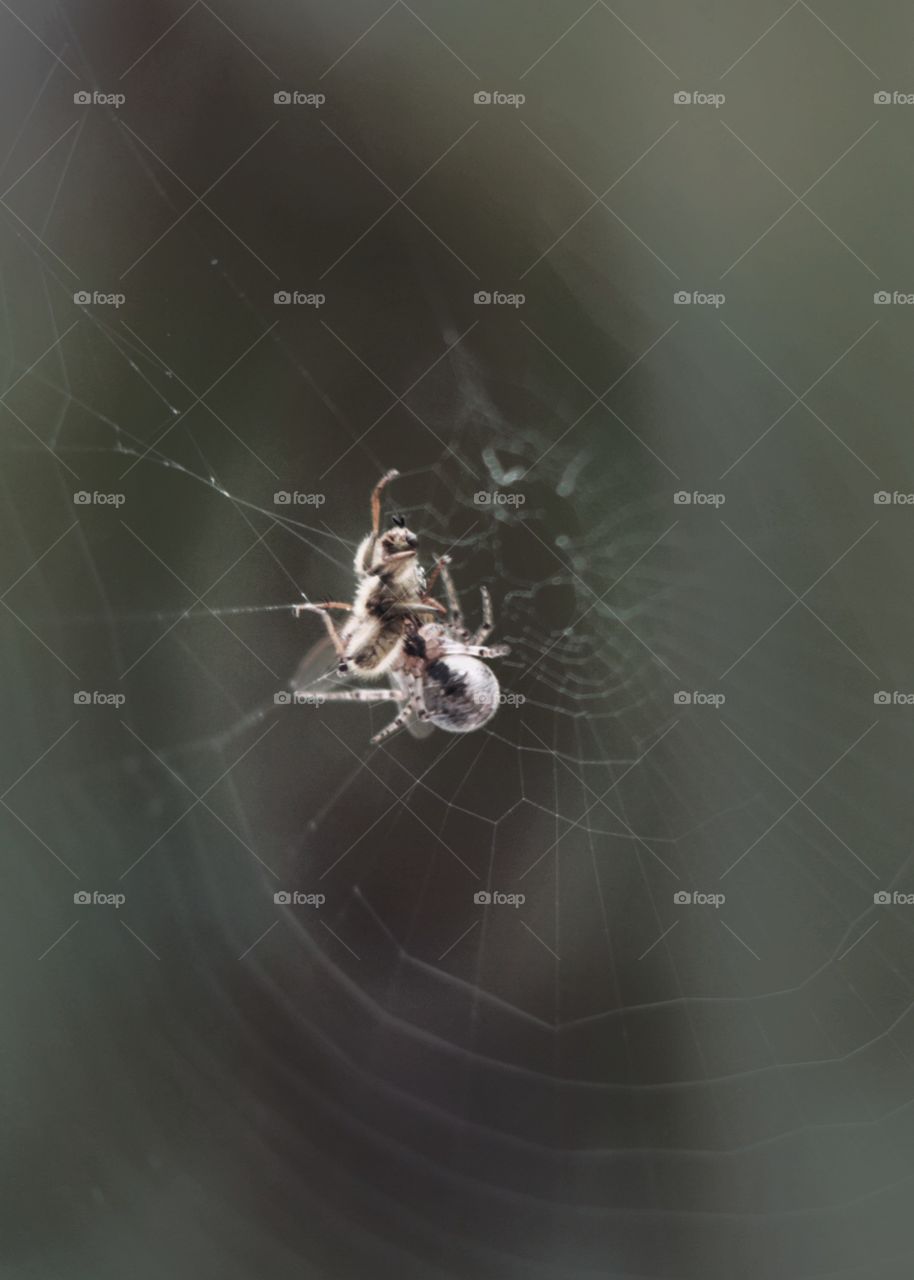 In the net :)  Fight for life ;)