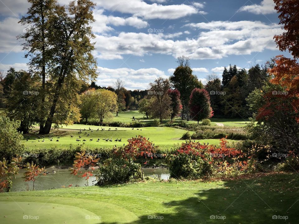 Autumn landscape on golf course - nottawasaga inn , clouds colour changing leaves sunny day , green grass and lots of birds on the ground 