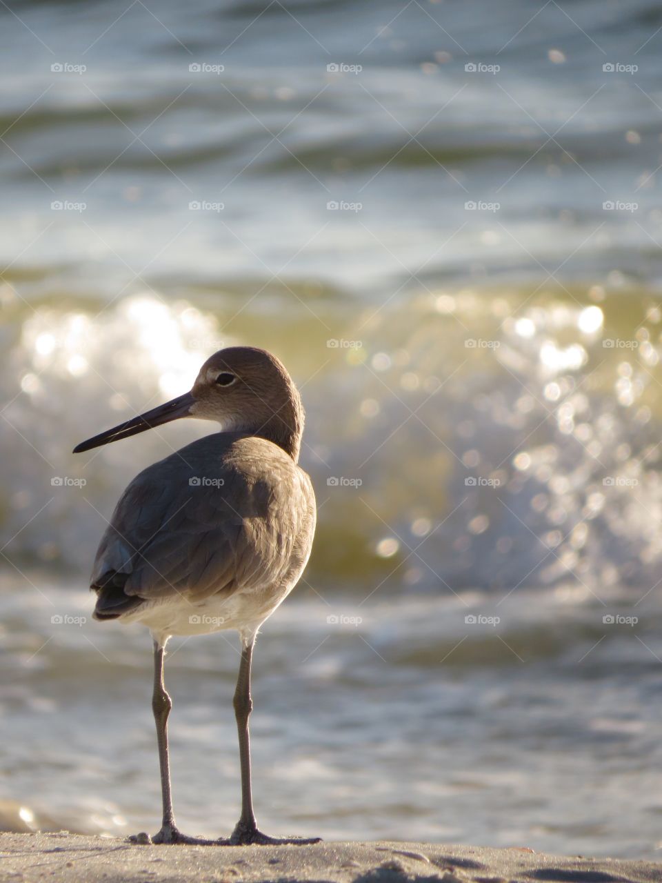 Close-up of a bird on beach