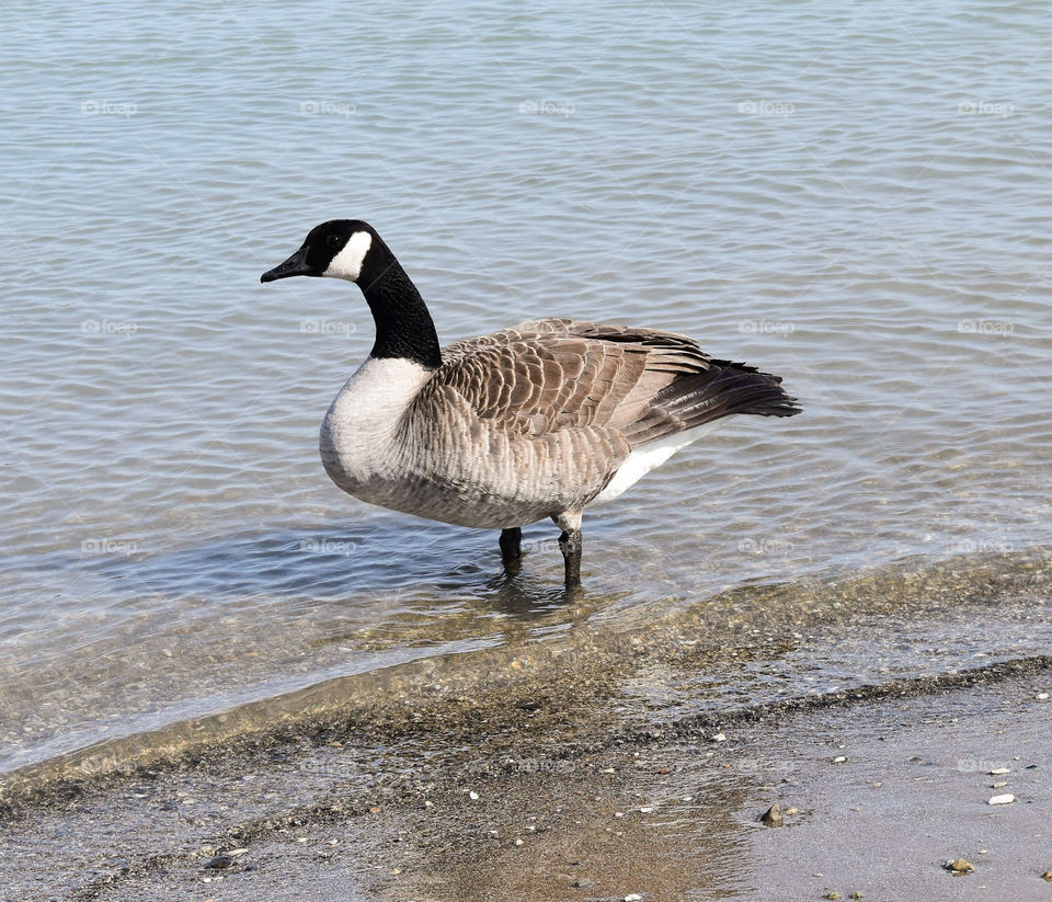 Canadian goose on the shore of Lake Michigan