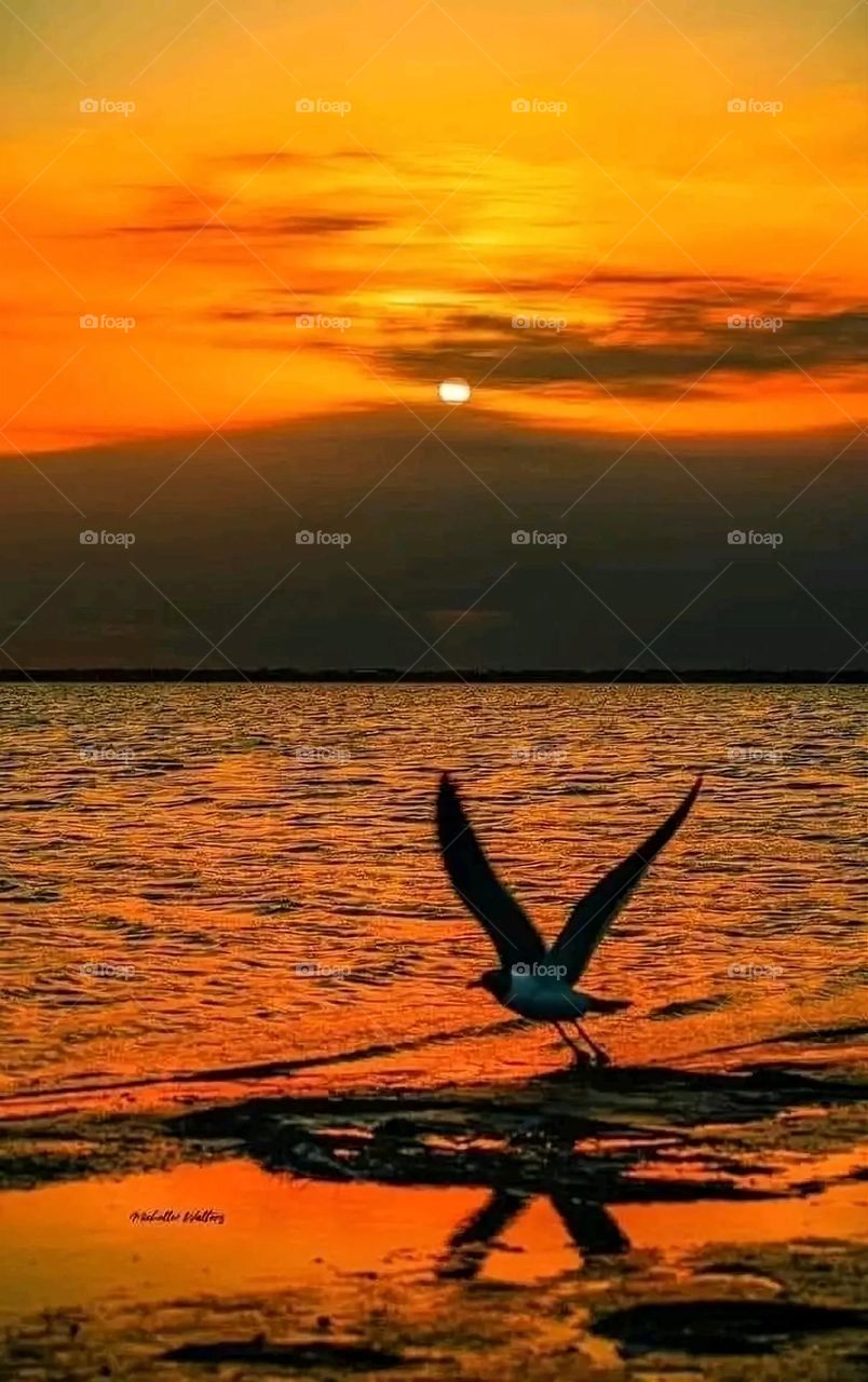 A very beautiful picture, and there is no better picture than it. There is no better picture of green herbs and colorful, red and white roses than it. Glory be to God, the natural and picturesque view, and there is no more