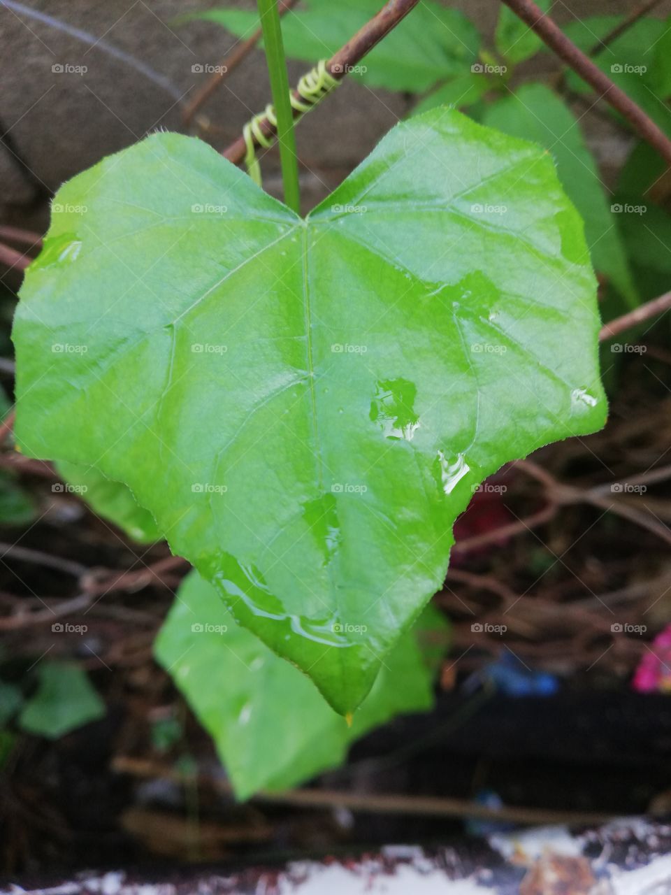 Leaf, Flora, Nature, No Person, Environment