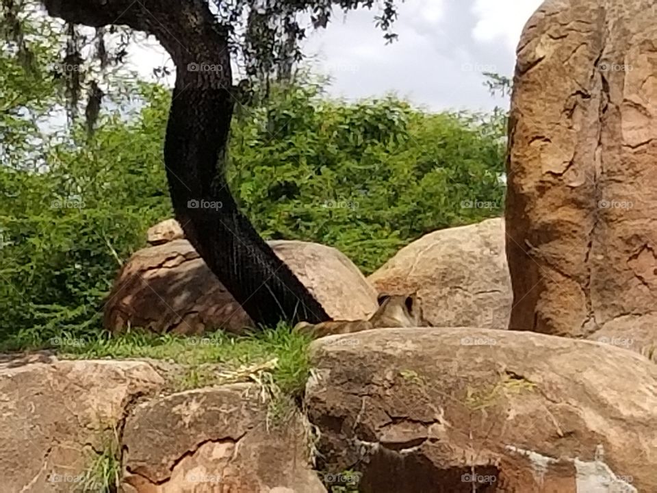 A lioness rests atop the rocks.