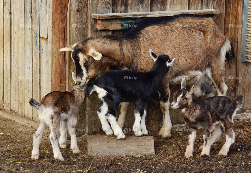 The thuringian goat breed from in central Germany is utilized for a production of milk