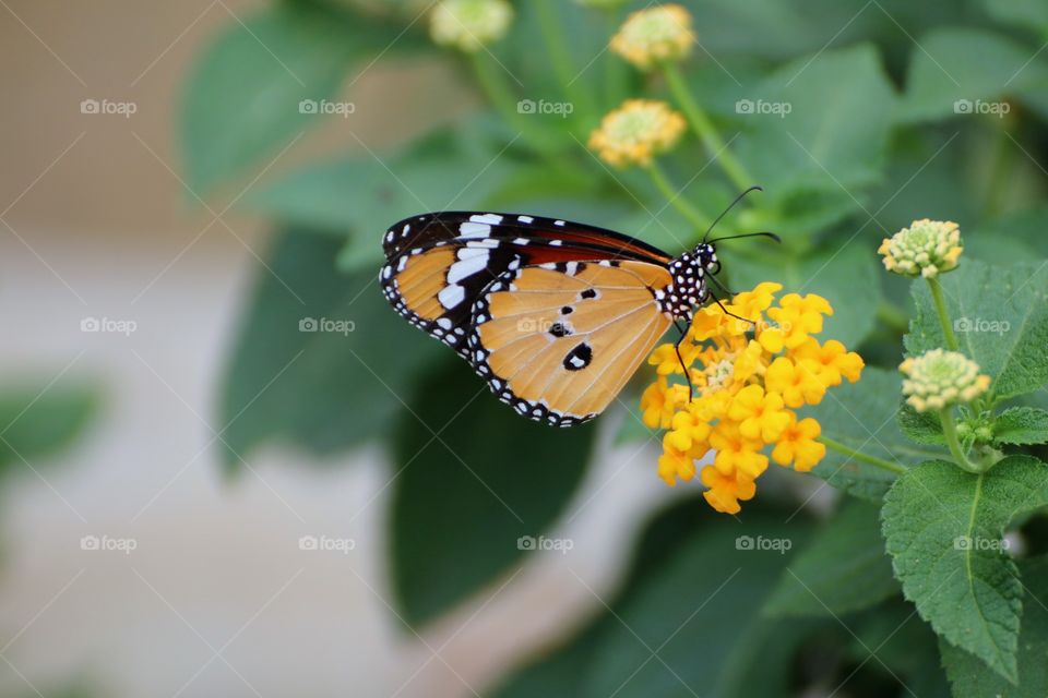 Beautiful butterfly