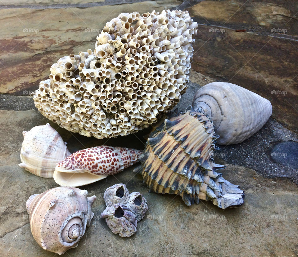 Sea shells