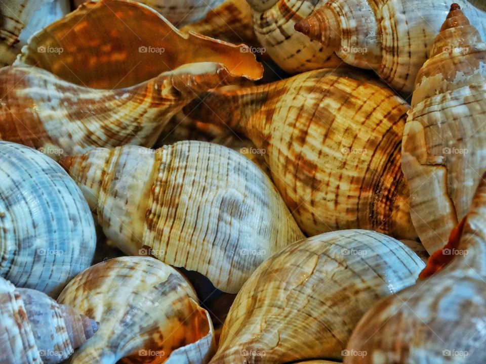 Sea Snail Shells