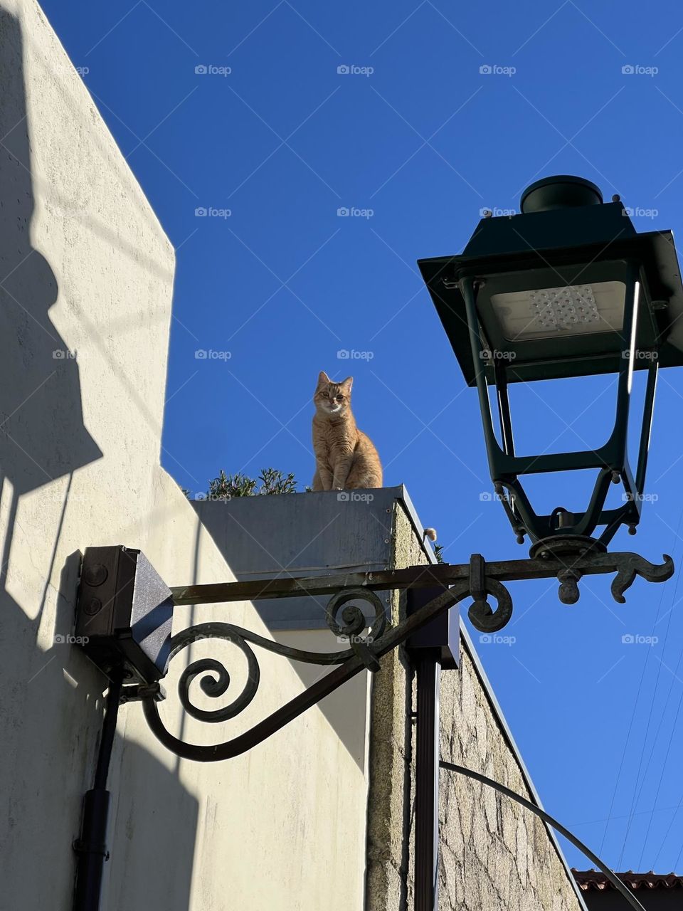 Cat on top of the building 