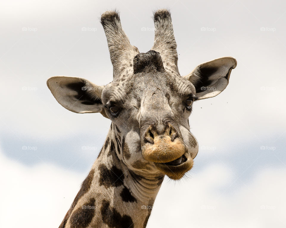 Closeup of a giraffe