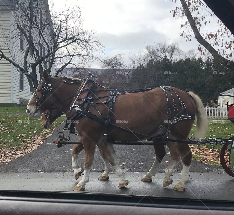 Horses