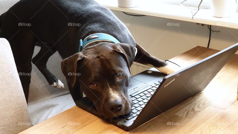 Dog working on the laptop 
