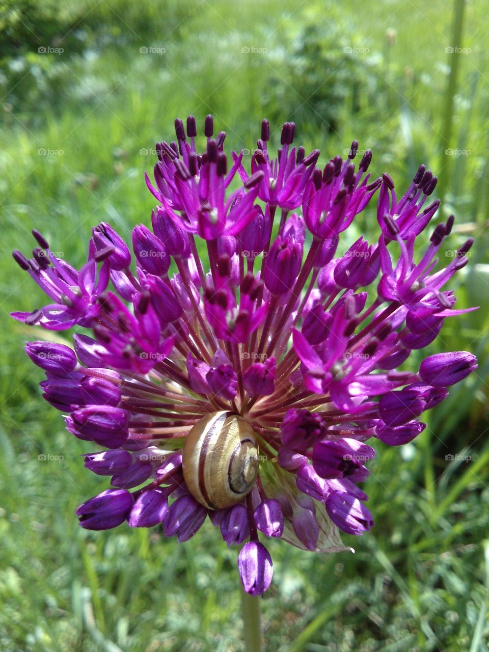 Snail on flowers