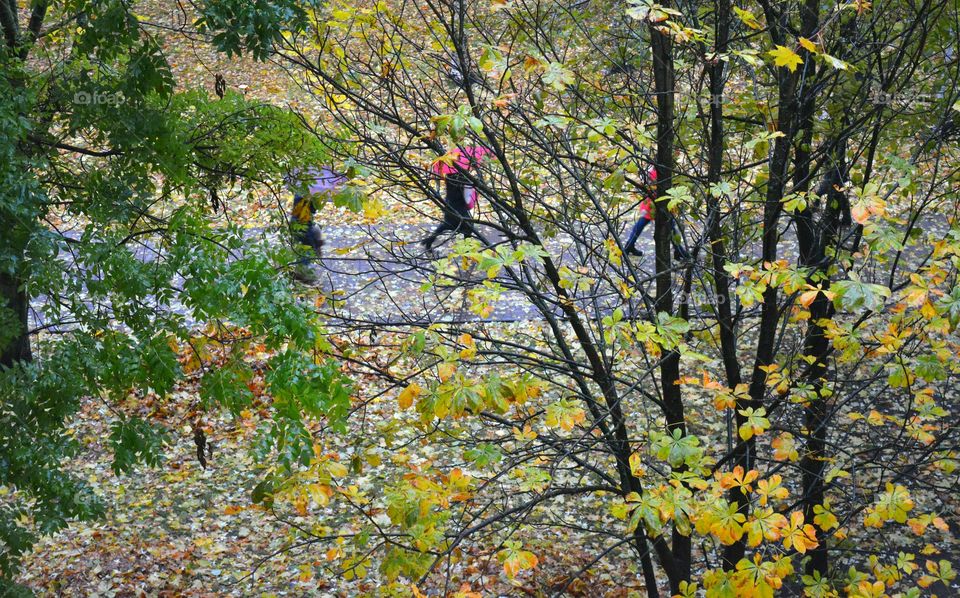 Leaf, Tree, Fall, Nature, Season