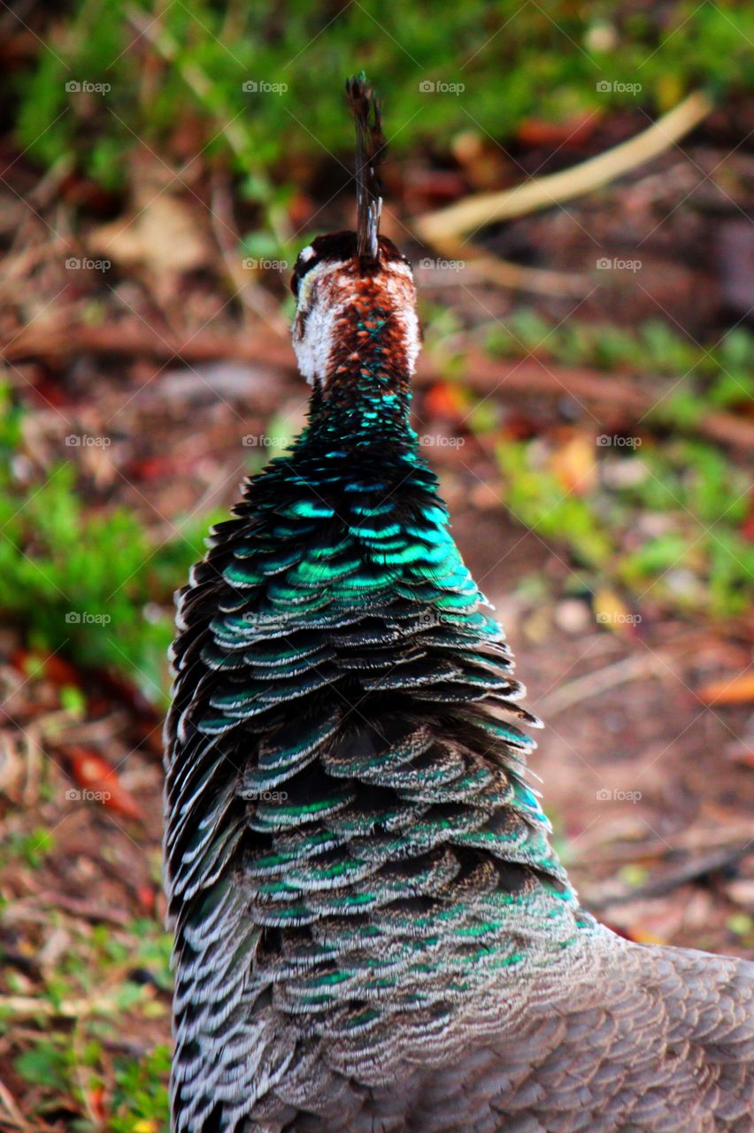 Vibrant Peacock Color