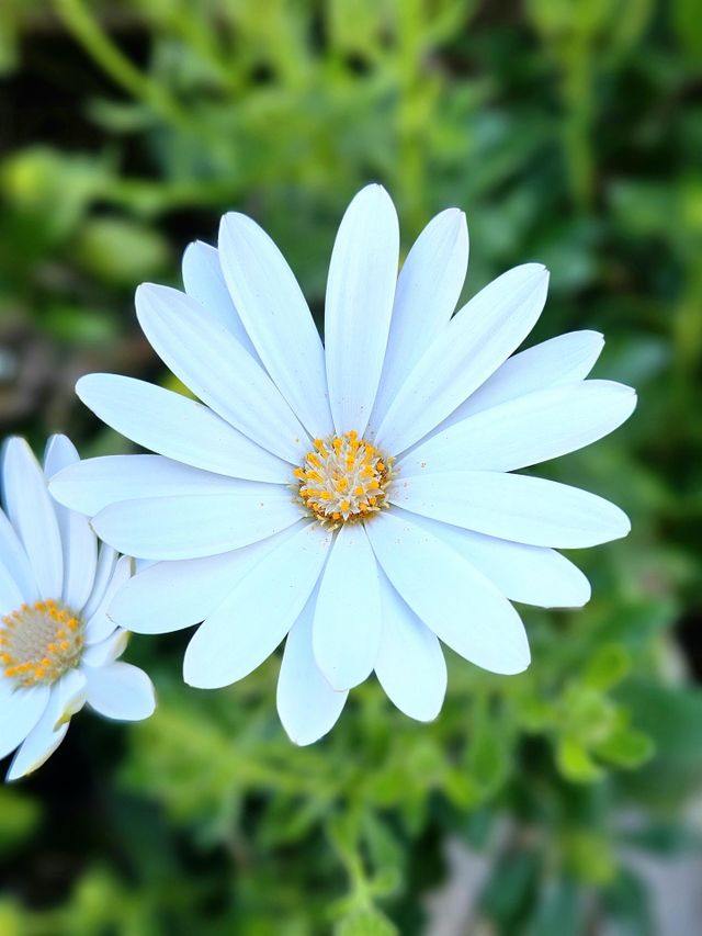 Perfect flowers