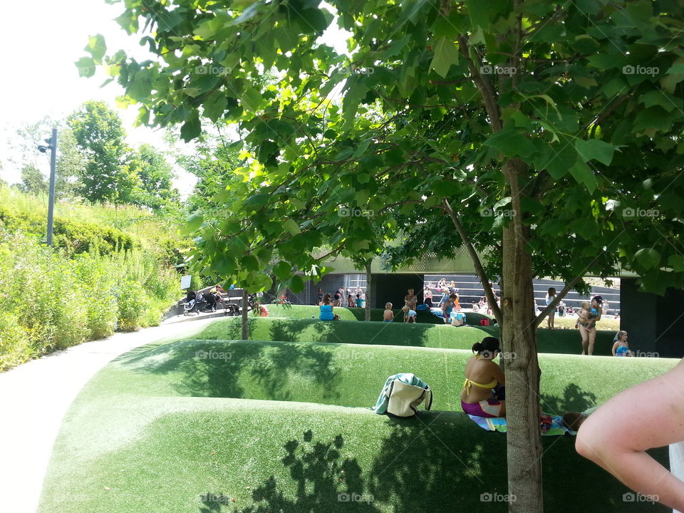 Tree, Park, Landscape, Grass, Summer