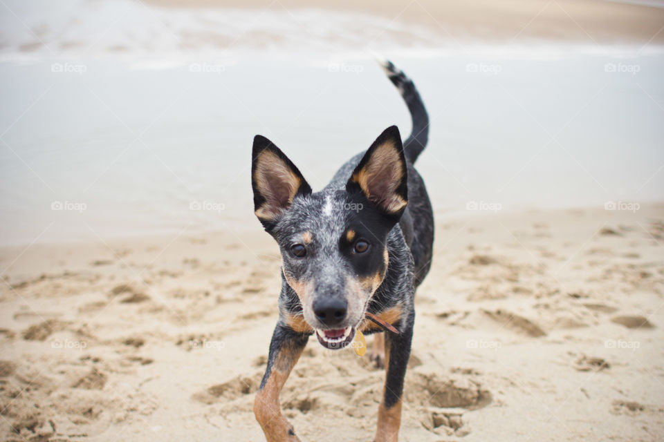 Sand, Dog, Beach, No Person, One